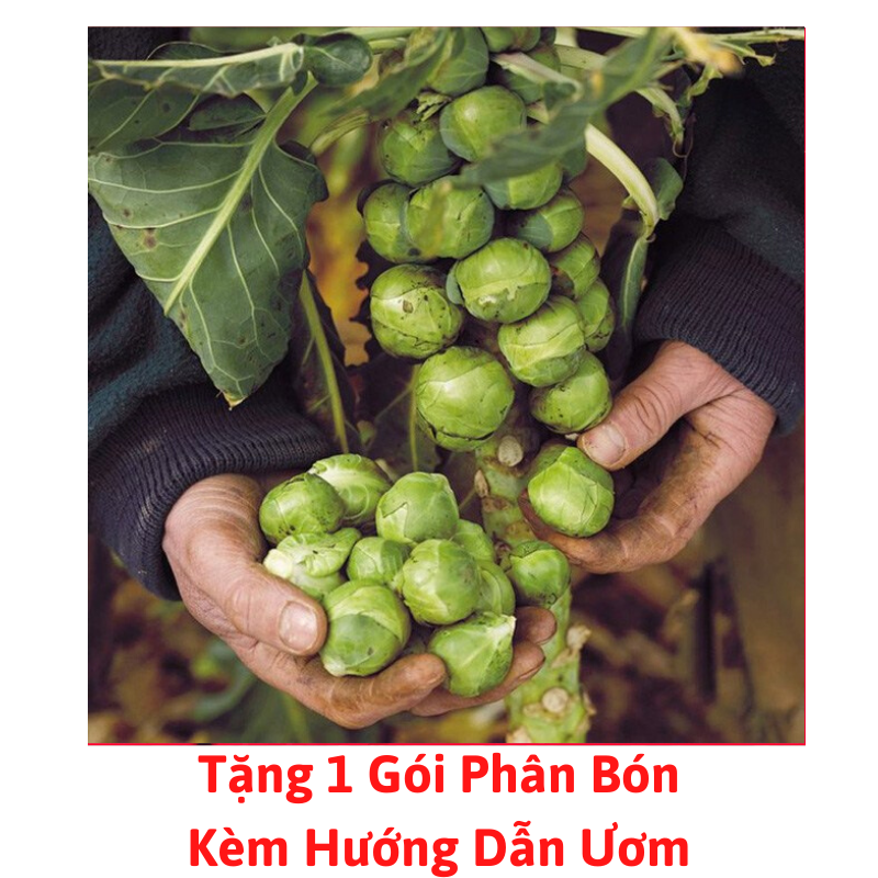 [Lấy mã giảm thêm 30%] Gói Hạt Giống Bắp Cải Mini