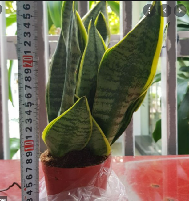 1 Chậu cây lưỡi hổ gồm 3 gốc