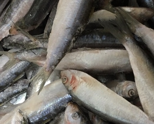 Cá Trích Nguyên Con Đông Lạnh 1Kg