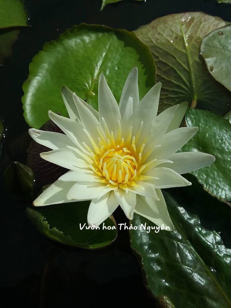 [RẺ VÔ ĐỊCH] Cây hoa súng Thái Lan màu trắng Đ-06