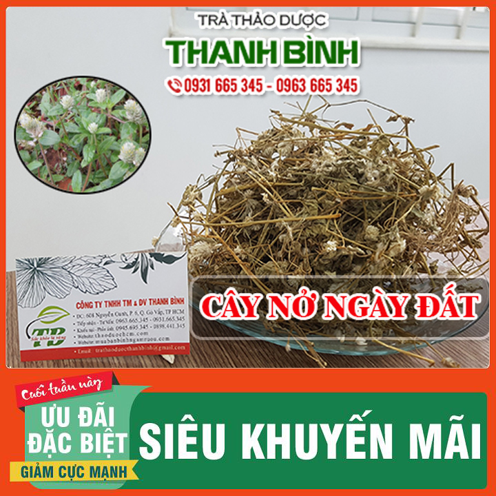 Cây nở ngày đất 1kg khô loại 1 - đông y thanh bình