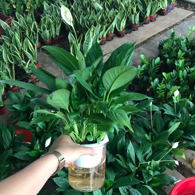 Chậu lan ý thuỷ canh