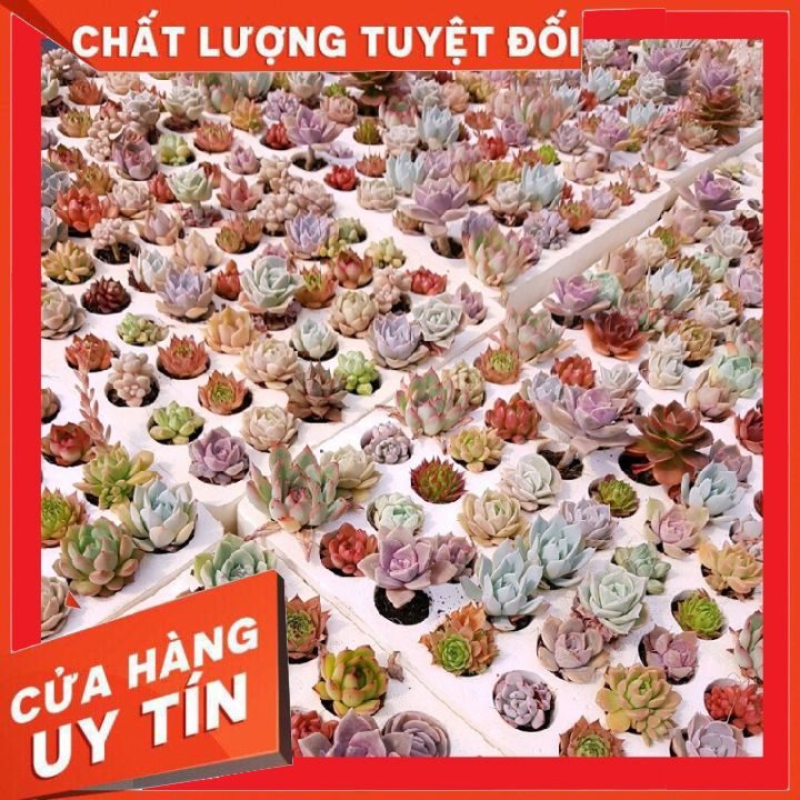Sen đá mini hàng vip liên đài, cánh đều