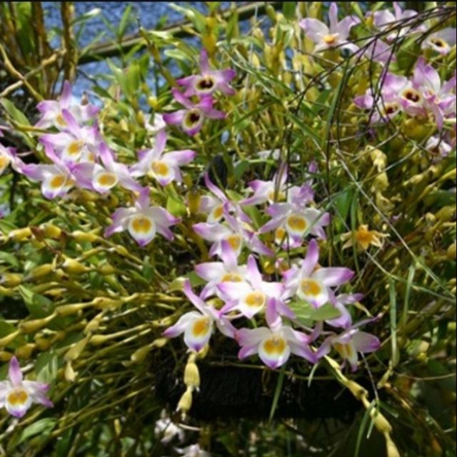 lan rung chuỗi ngọc bó 150g 55k(hàng đa thân xuống lá)đang nhú nụ