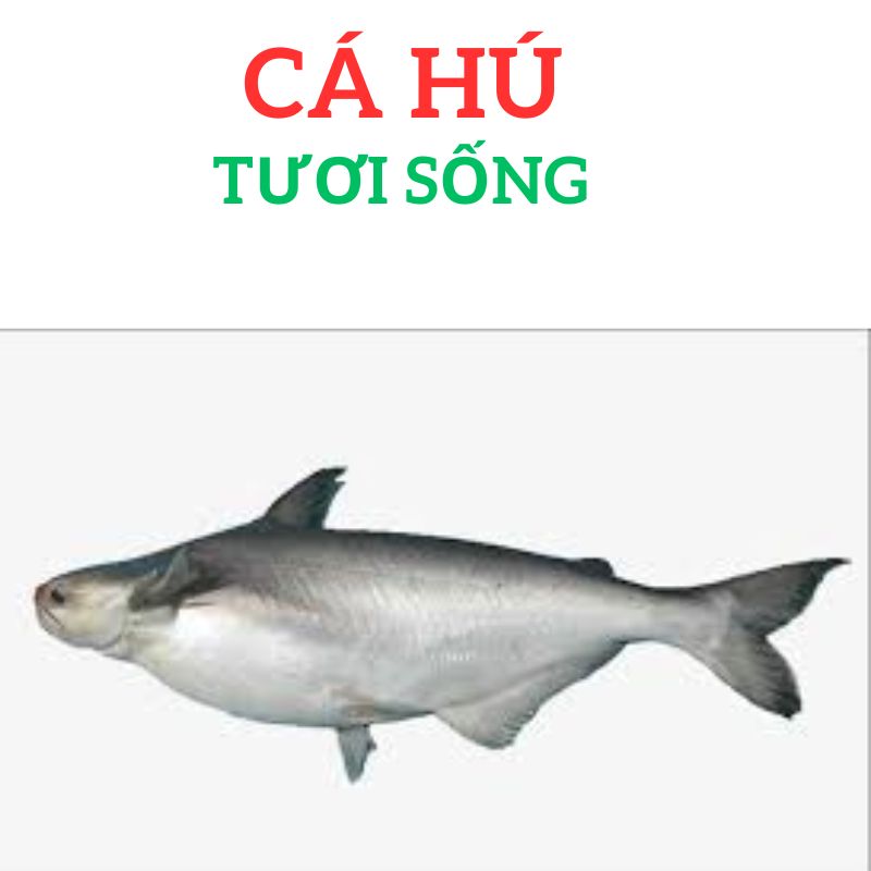 500g cá hú khúc giữa giao nhanh 2h, giảm 30k cho đơn hàng từ 350k. cá hú nguyên con 1kg