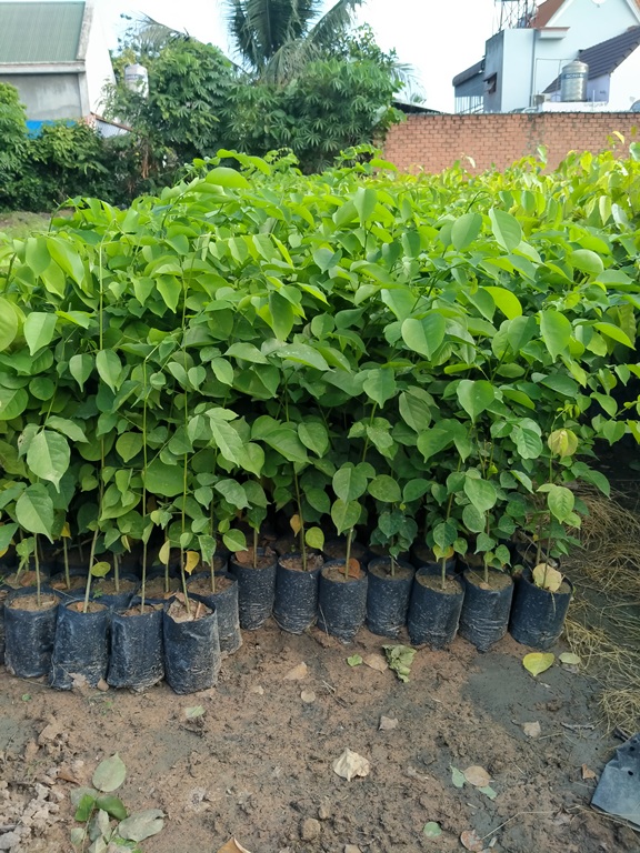 Combo 7 cây giáng hương