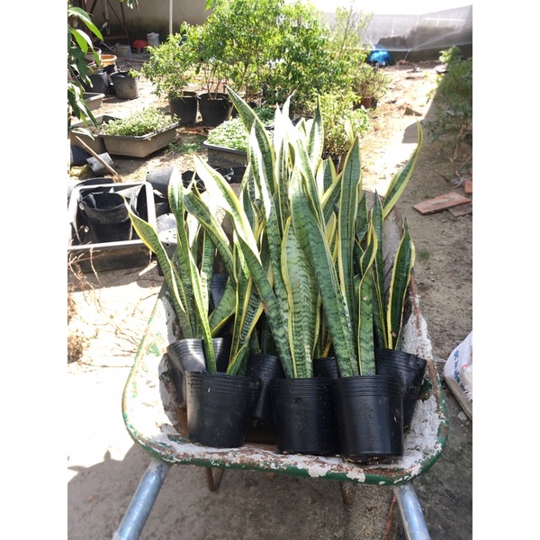 Cây lưỡi hổ sọc vàng cao 20-40cm- hợp mệnh thổ