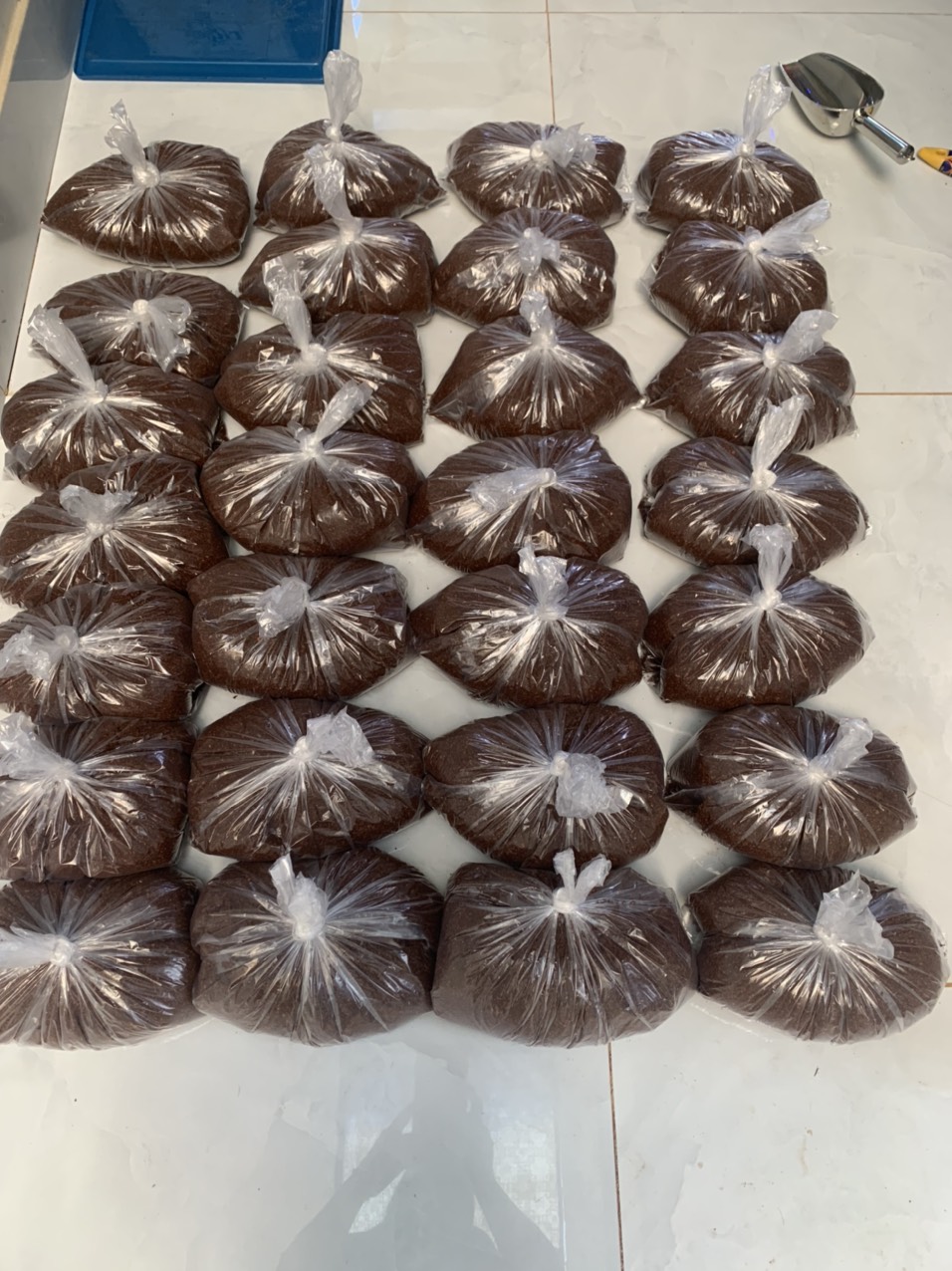 Một ổ Trứng dế mèn Thái vàng