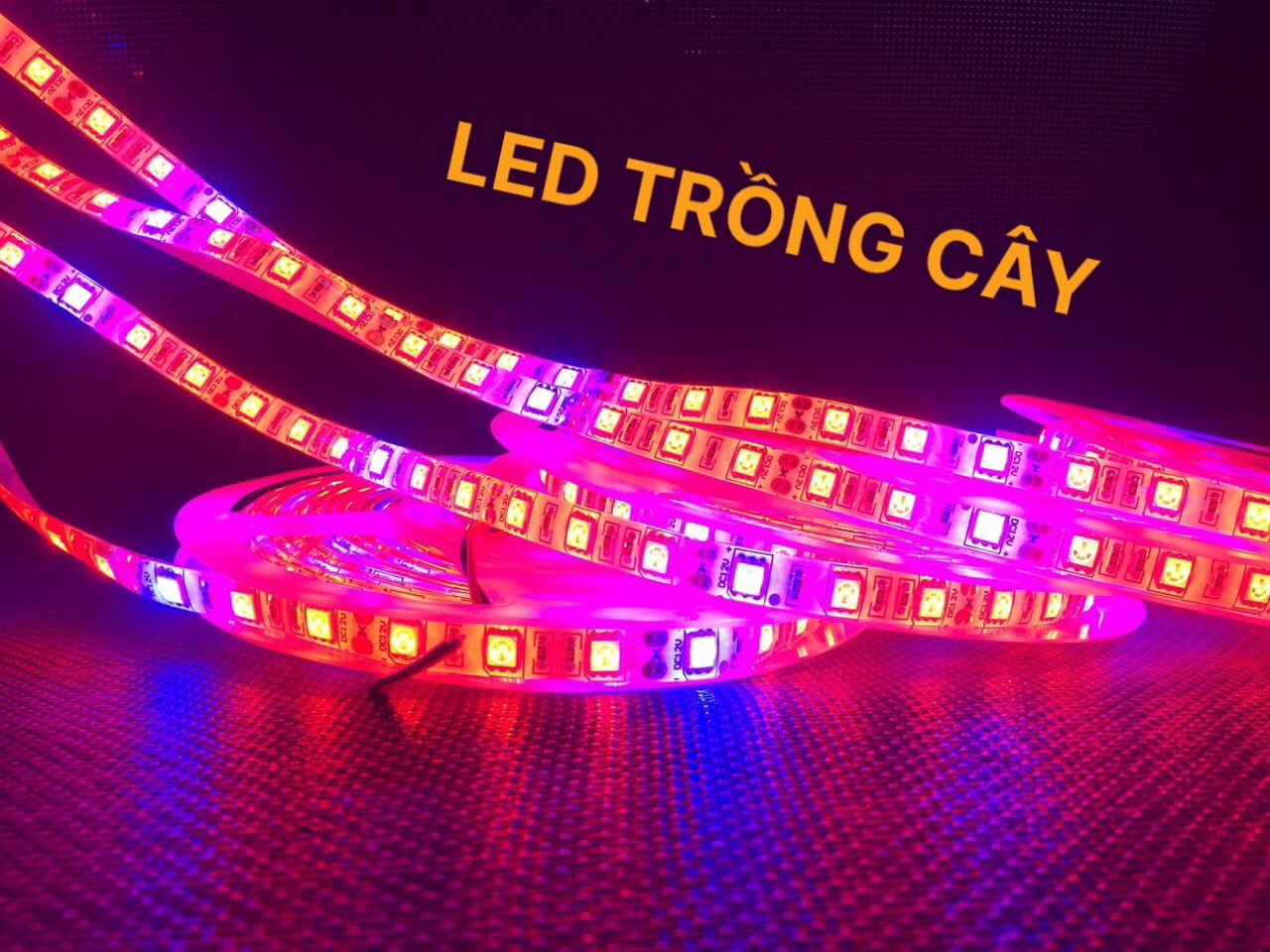 Đèn trồng cây, quang hợp cho cây trồng, giúp cây phát triển tốt, dây dài 5m có keo chống nước , điện 12V an toàn