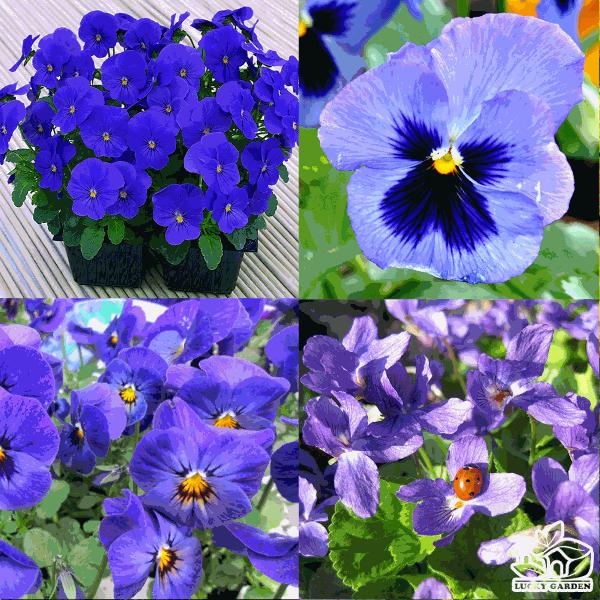 - Hạt giống hoa viola