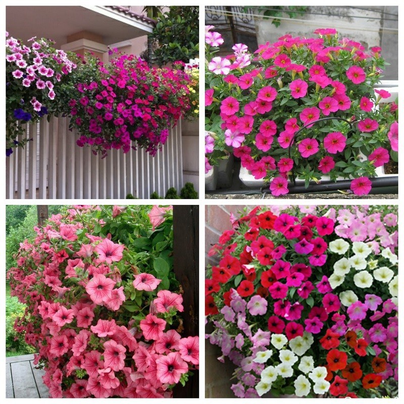 DẠ YẾN THẢO THƠM RỦ F1 - combo 10 BẦU 1 CÂY ĐANG HOA ĐẸP XUM XUÊ MIXX ĐỦ MÀU