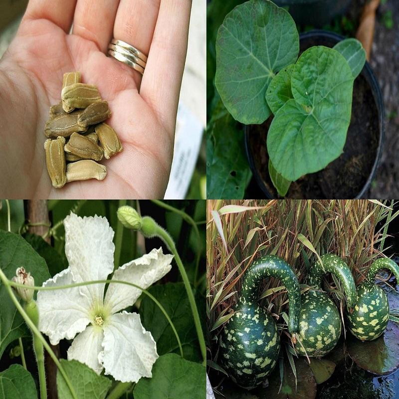 - Combo 3 gói Hạt giống bầu thiên nga