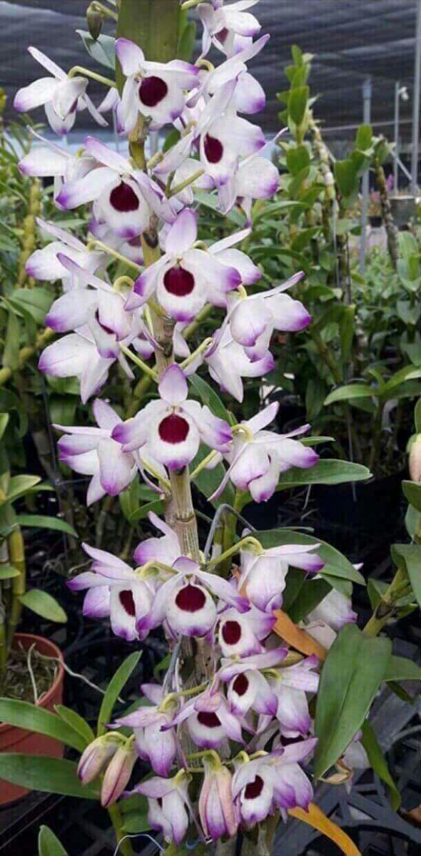 hoa phong lan dendro xuân