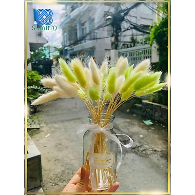 Hoa khô - hoa đuôi thỏ