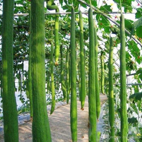 Hạt Giống Mướp Hương Xanh Trái Dài 5 hạt