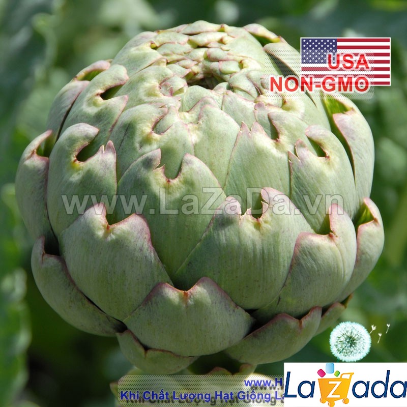 [HCM]10h Hạt Giống Atisô Globe (A5.104| C50*W23)