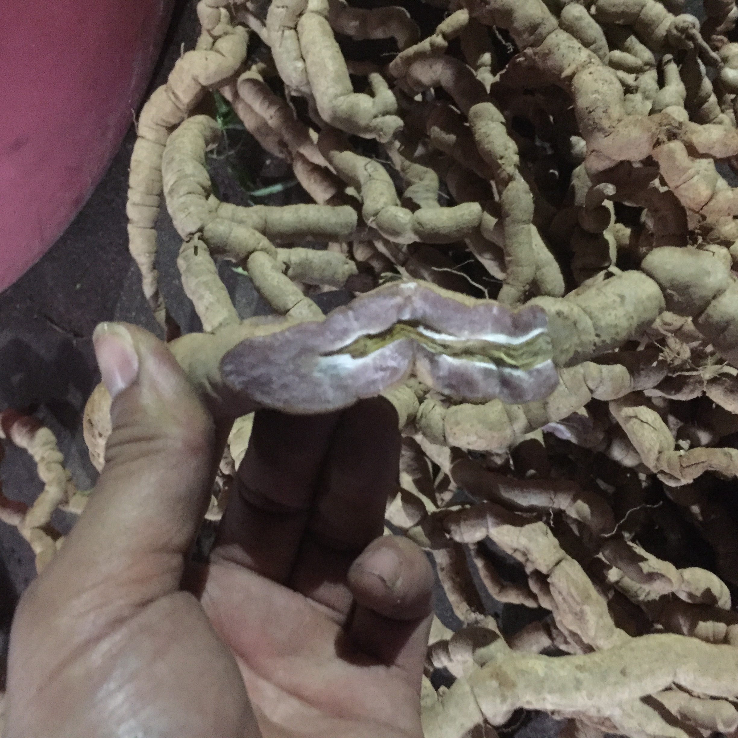 1kg ba kích tím quảng ninh tươi nguyên củ