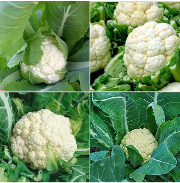 Hạt Giống Súp Lơ Trắng ( Bông Cải Trắng ) - Gói 02Gram/kèm gói kích hạt nảy mầm