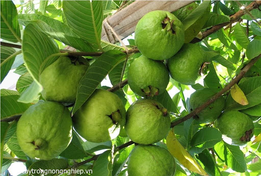 Cây ổi, cây giống ổi bốn mùa, ổ găng quả giòn cam kết chất lượng