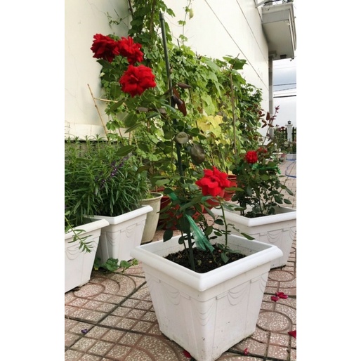 Combo 2 chậu vuông nhựa cỡ lớn trồng cây ăn trái 48 x 48 x 39cm