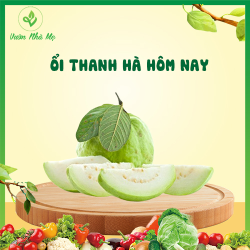 [Giao nội thành Hà Nội] Ôỉ thanh hà Vườn Nhà Mẹ - 1kg ổi thanh hà - Hoa quả tươi, sạch, chuẩn VietGap