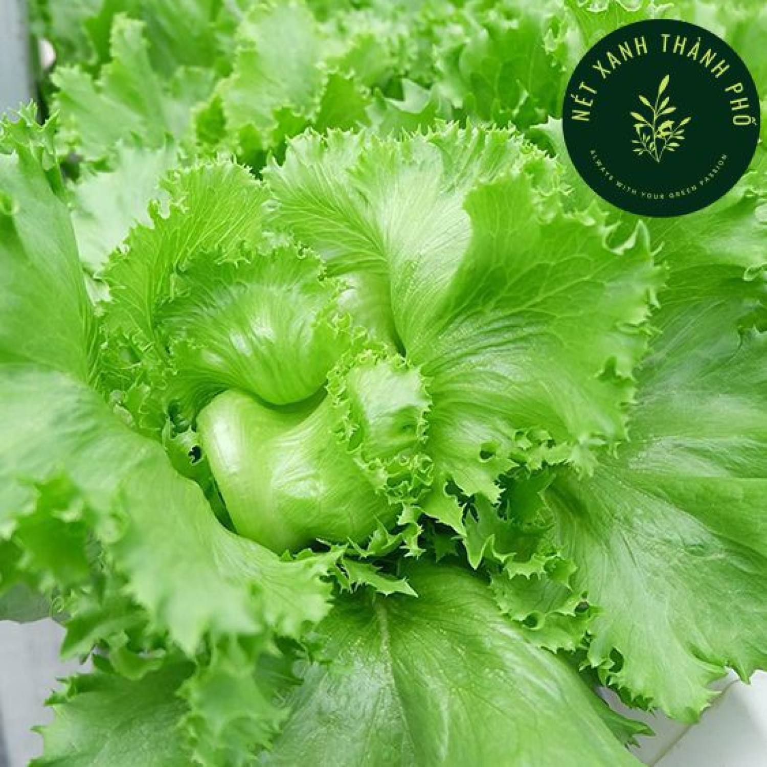 Hạt giống Xà Lách Cuộn Minetto 2g, dễ trồng