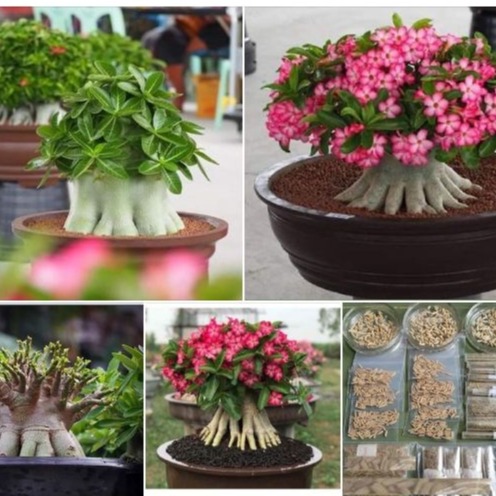 Hạt giống hoa sứ kim tự tháp - gói 5 hạt