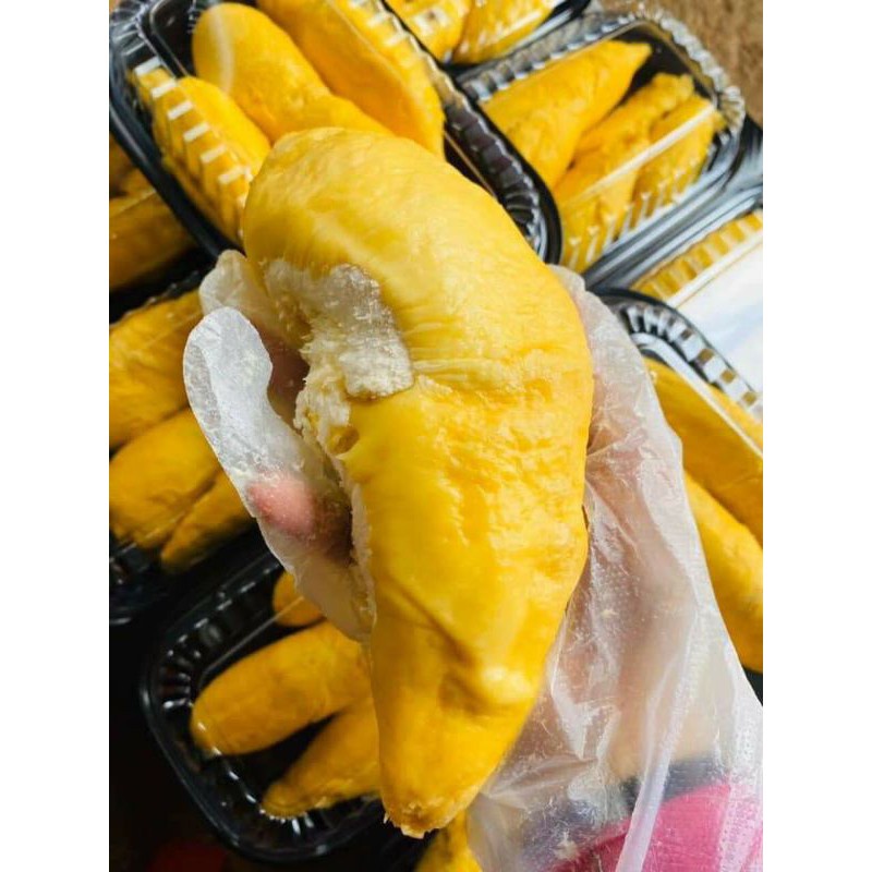 Cây giống sầu riêng musangking