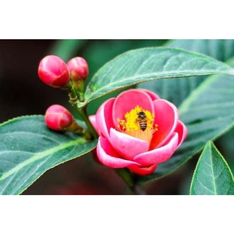 Cây giống hoa Hải đường