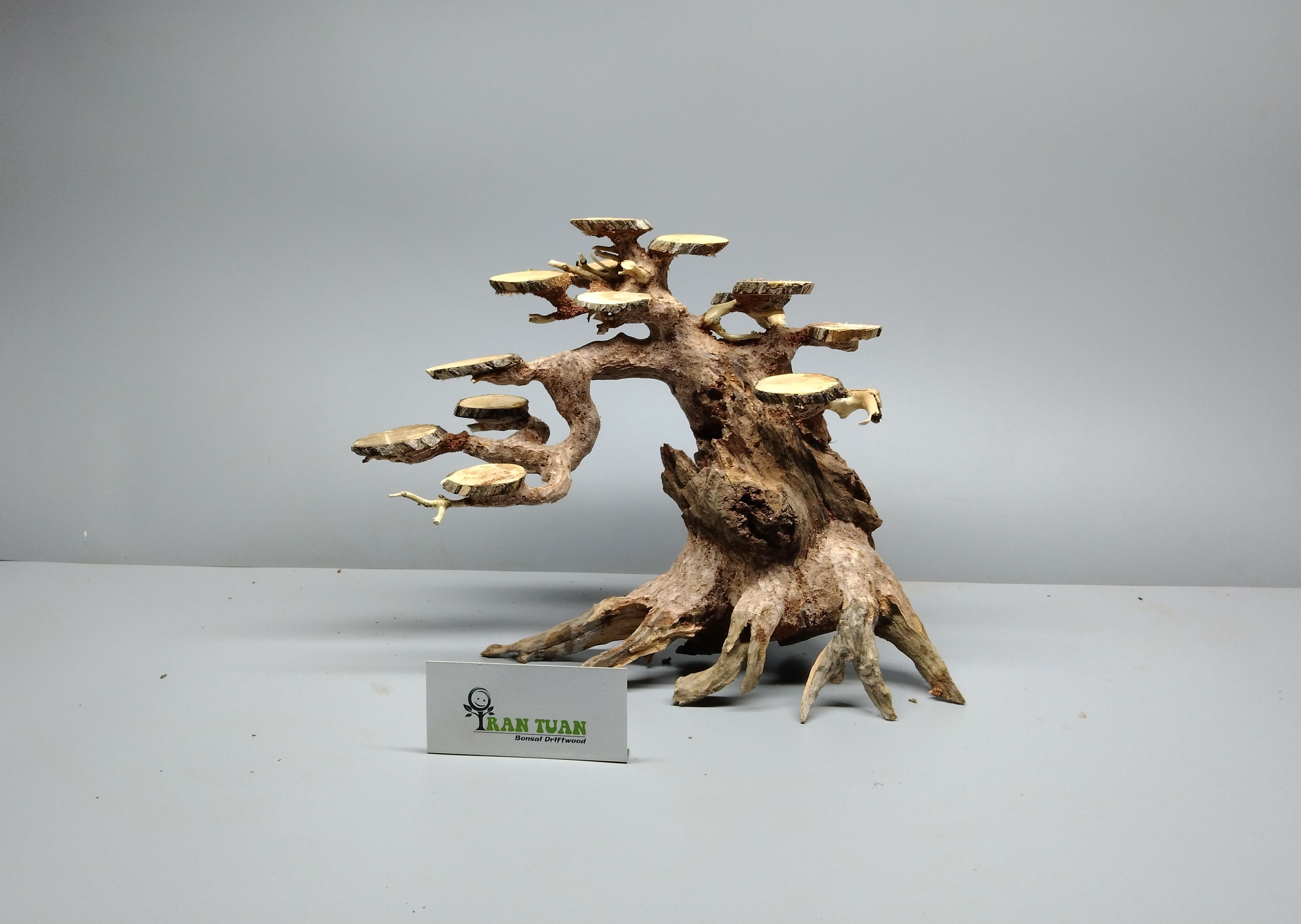 Cây gỗ Lũa bonsai cho hồ thủy sinh lát gỗ