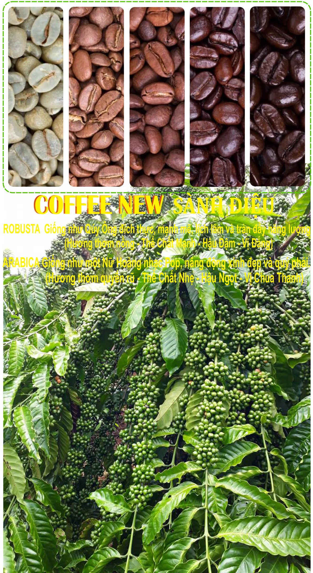 1KG Cafe nhân sống ARABICA Chưa Rang ĐẶC SẢN CẦU ĐẤT  Sàng 18 Hàng Chất Lượng Cao  Coffee New