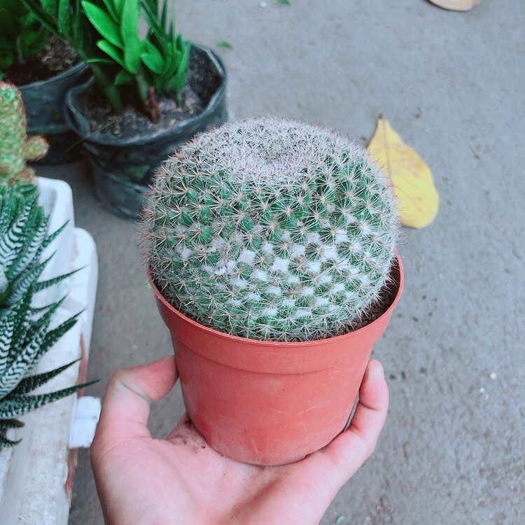 Xương Rồng Bánh Sinh Nhật Lớn