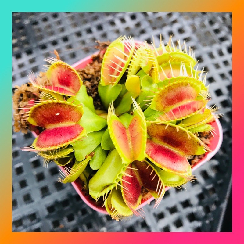 CÂY BẪY KẸP VENUS FLYTRAP ID BIGMOUTH SIZE BÉ LỖI 1 ĐỔI 1