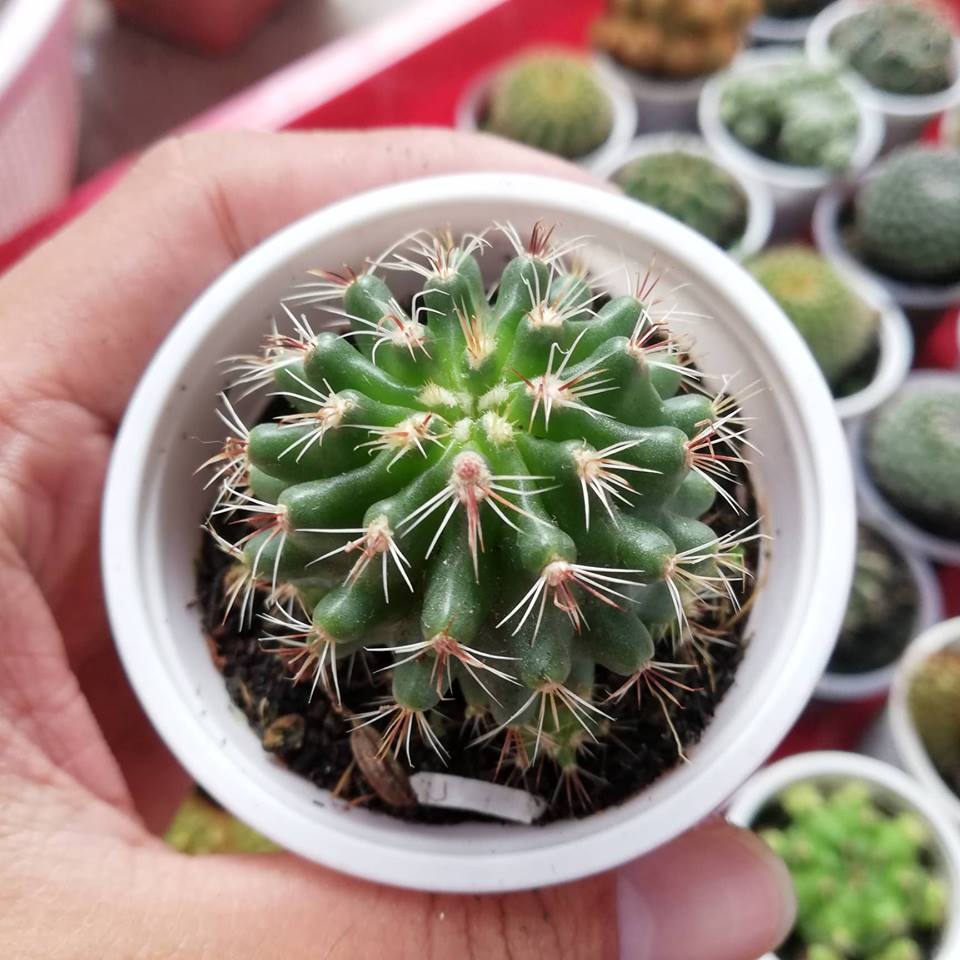 Cây xương rồng móc câu