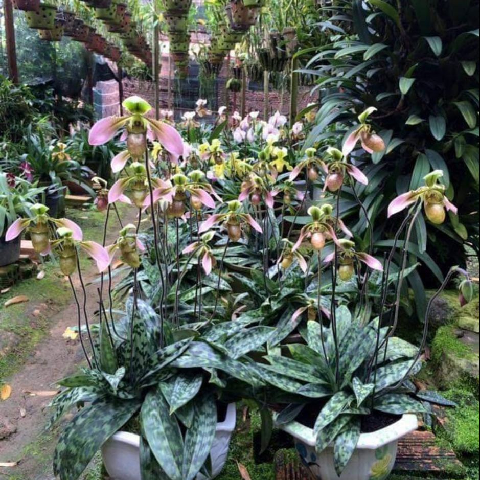 Lan hài táo 1 cây