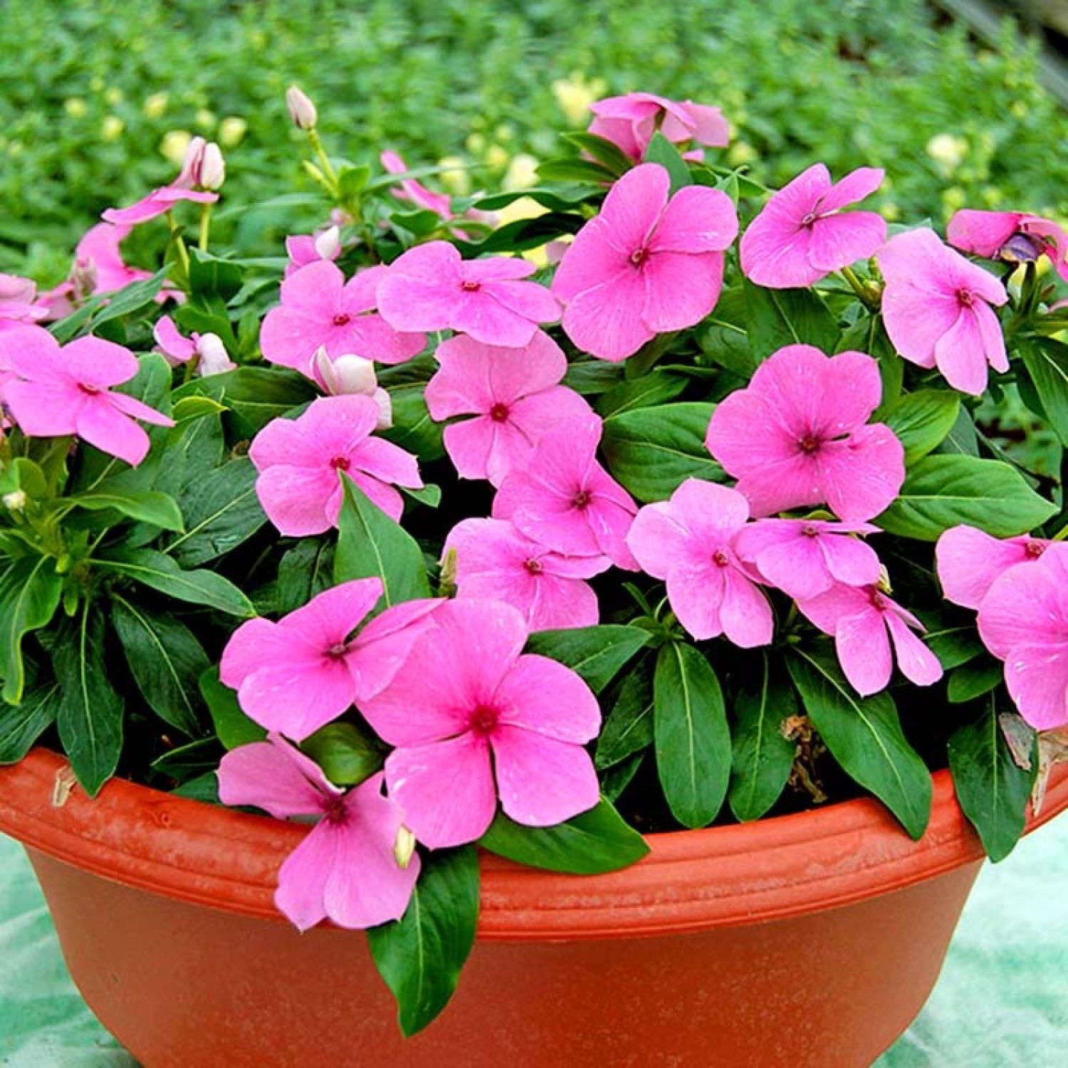 Cây Catharanthus roseus màu hồng