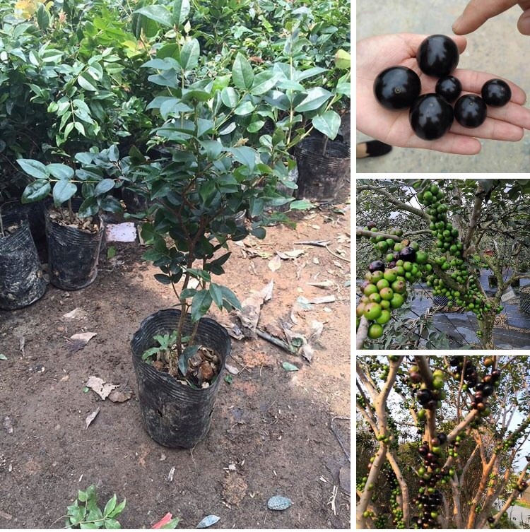 Nho thân gỗ tứ quý