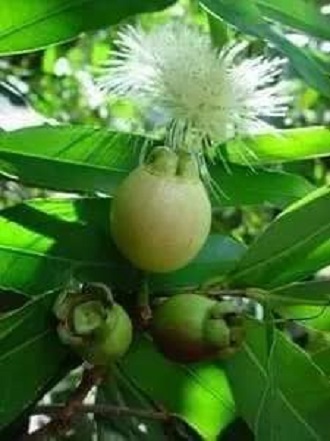 Cây giống mận lý oghg
