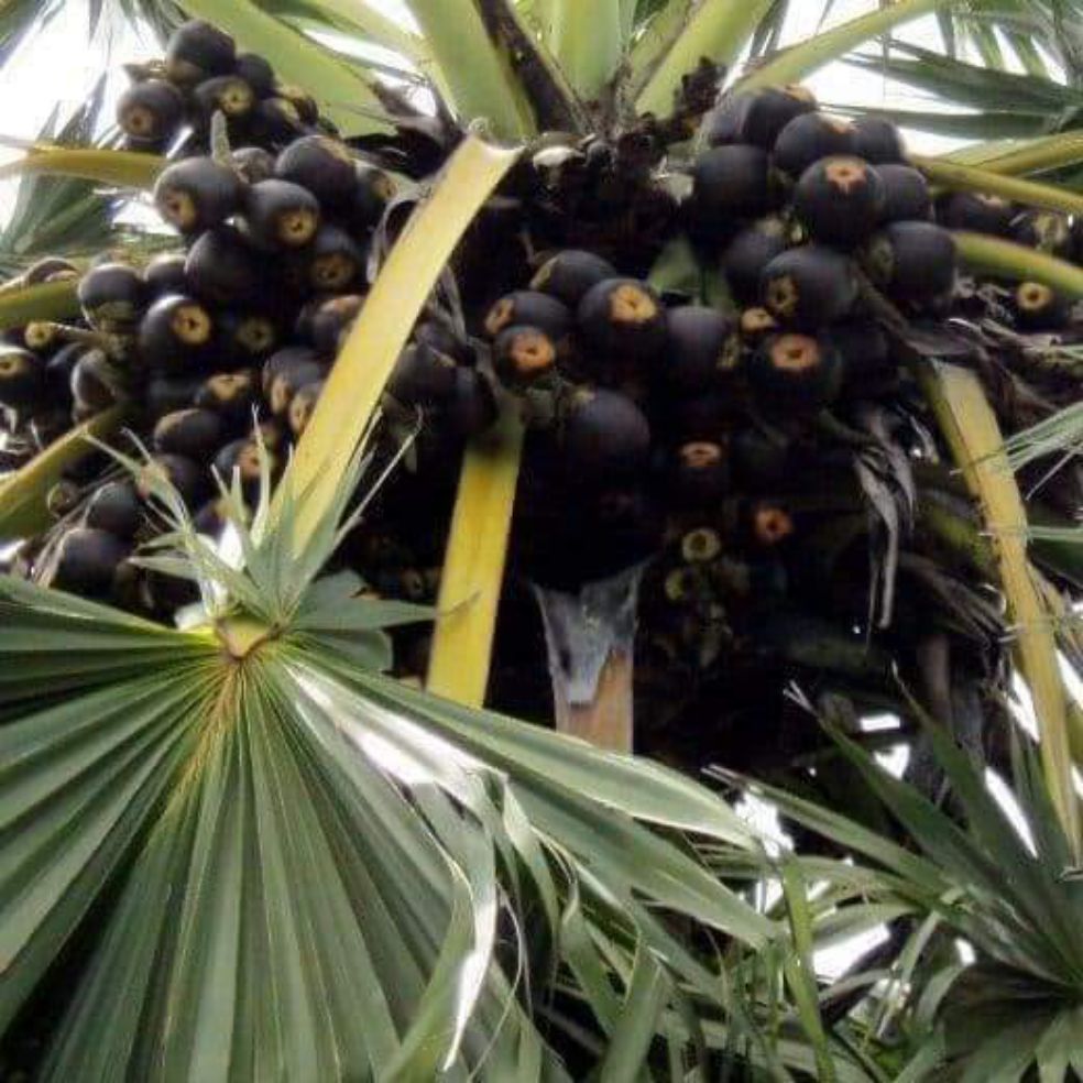 Cây Thốt Nốt .. 8 tháng cây cho trái