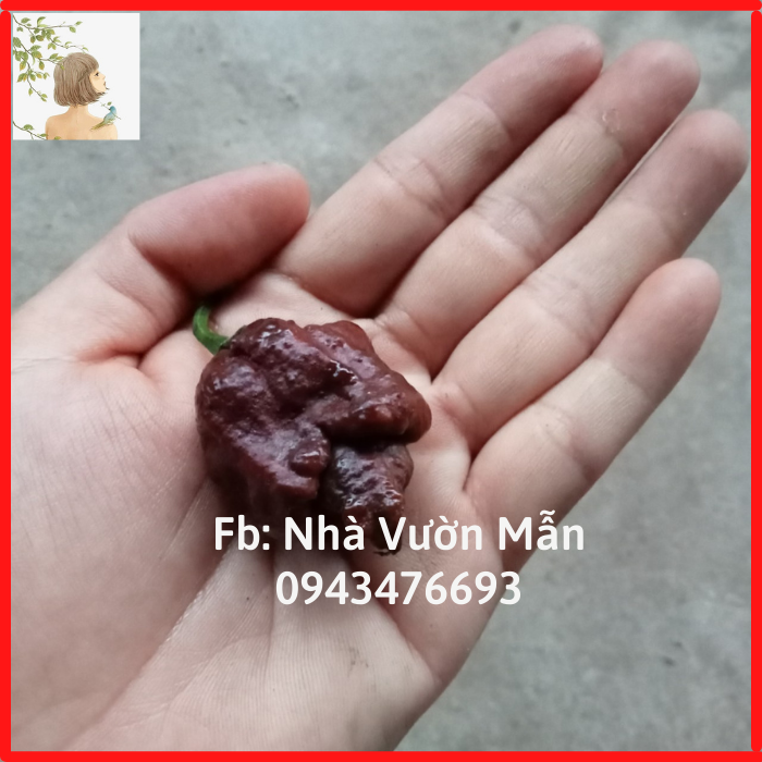 3 hạt ớt 7 pot chocolate