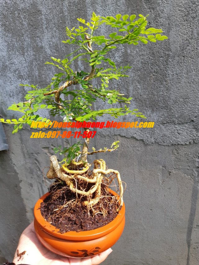 cần thăng bonsai TẶNG CHẬU