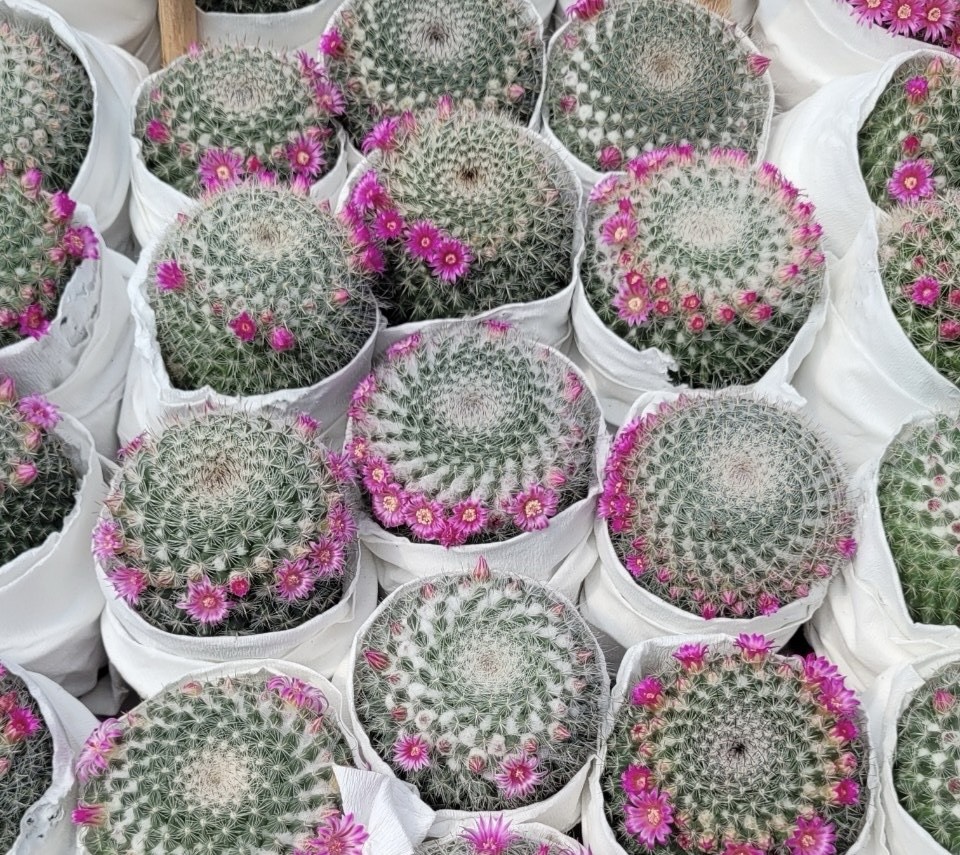 Cây Xương rồng bánh sinh nhật giá từ 20k