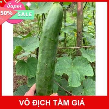 Dưa Chuột Nhật Hạt Lép F1(Nhập Nguyên Gói Bao Bì Đài Loan)