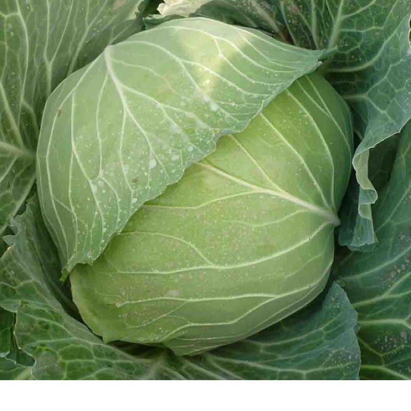Hạt giống bắp cải SAKATA chịu nhiệt trồng quanh năm
