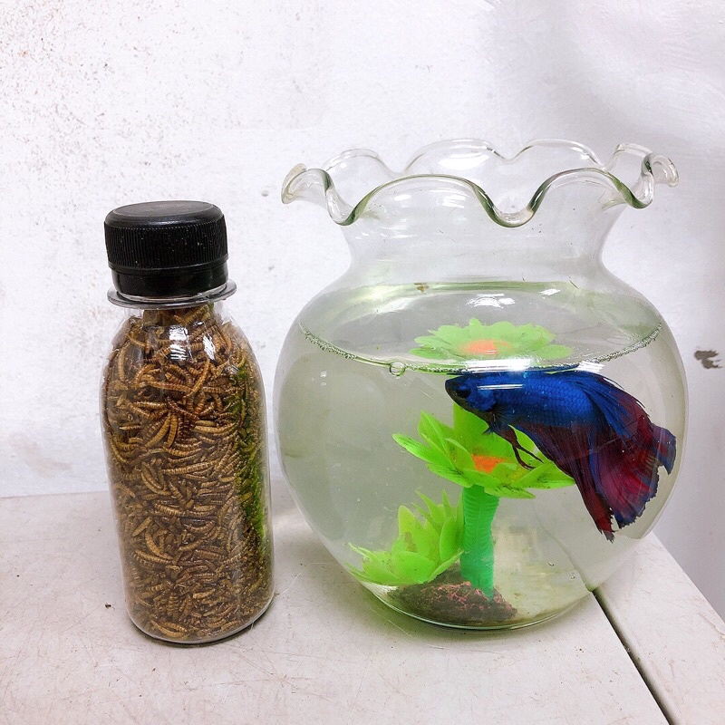 Sâu gạo sấy khô cho hamster