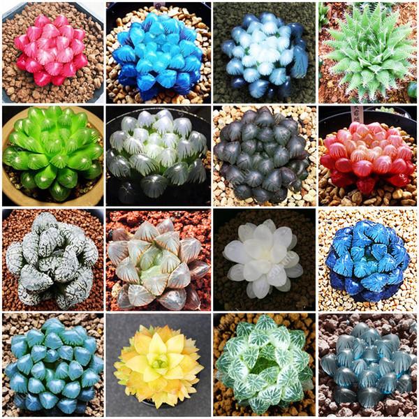 - Hạt giống sen đá kim cương mix giá rẻ