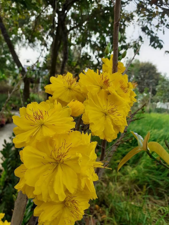 Cây Mai Đại Lộc hoa to (5-48 cánh) cây ghép chuẩn