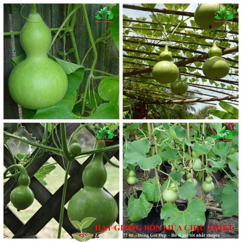 Hg33A 5H - Hạt Giống Bầu Hồ Lô