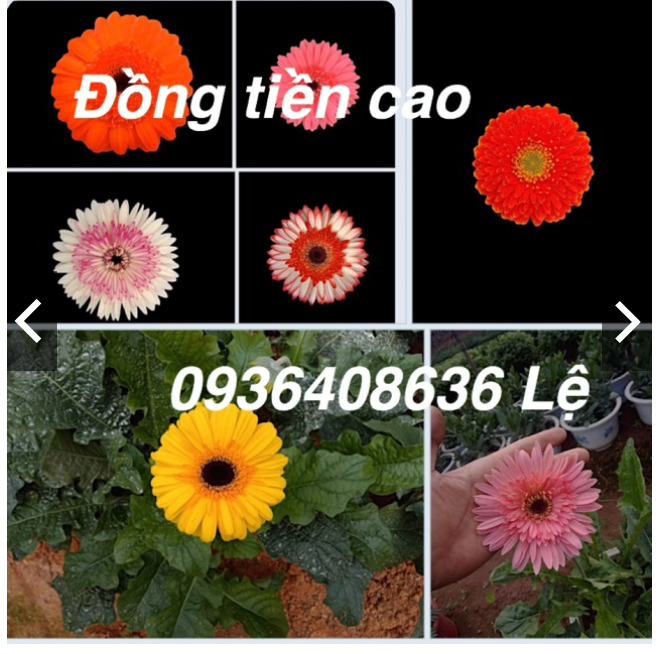 10 cây đồng tiền cao giống (ảnh 2,3)