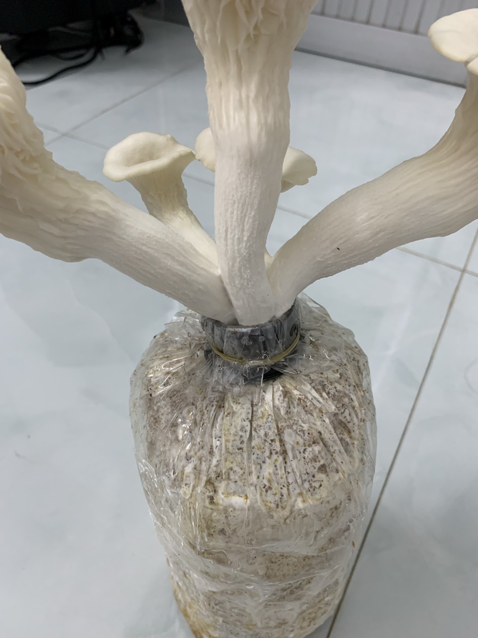 Nấm Sò thái và Bào ngư